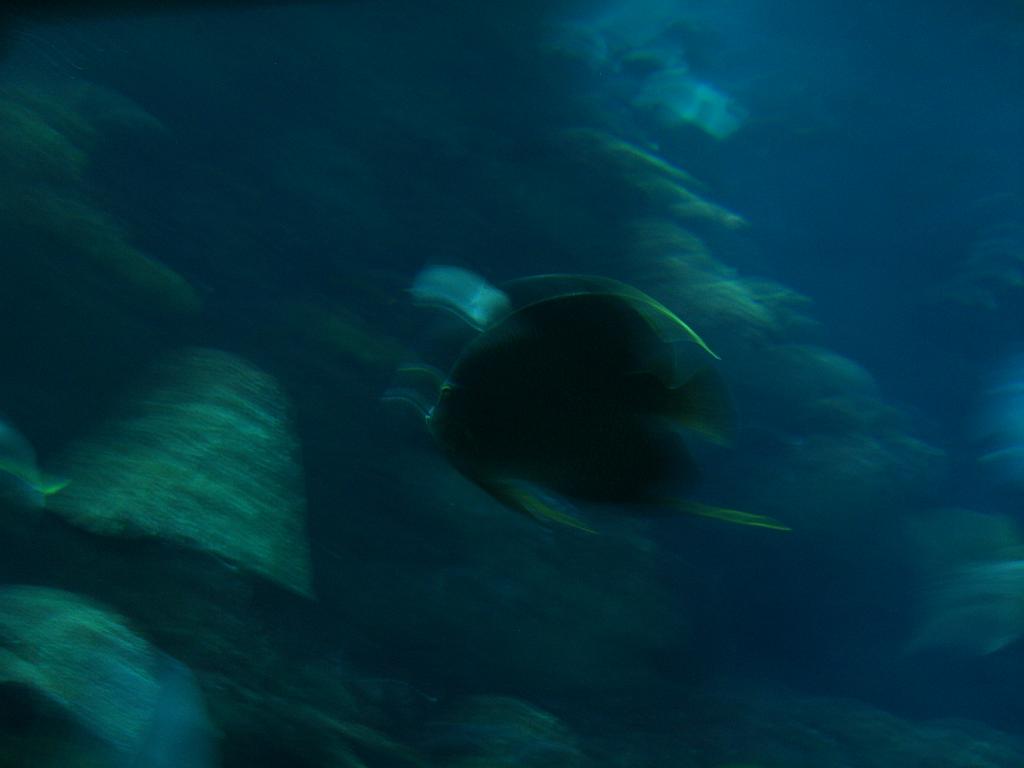 Aquarium 014.JPG
